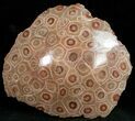 Reddish Polished Fossil Coral Head - Morocco #12126-1